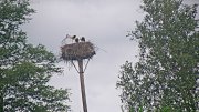 Storchennest Winkl